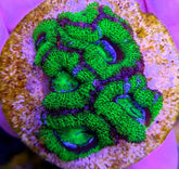 Acanthastrea lordhowensis (Green) (Premium) (frag)